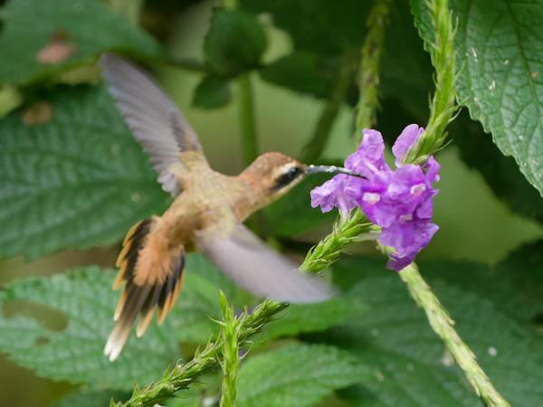 <h3><a href="/trips/costa-rica/biota/animalia/chordata/aves/033 apodiformes/004 trochilidae/phaethornis striigularis/phaethornis striigularis-nl.html">Phaethornis&nbsp;striigularis</a> / Stripe‑throated&nbsp;hermit / Kleine&nbsp;streepkeelheremietkolibrie</h3>OM-1 Mark II met OLYMPUS M.150-400mm F4.5, 1/2000 sec  bij F4.5, ISO 10000, afstand 4.54&nbsp;m